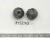 Click for 1 image(s) for this accession. FRUIT